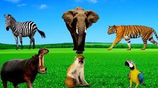 Animals around  us - Dog, cat, chicken, elephant, cow, tortoise - Animal sounds