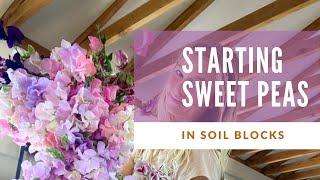 How to start sweet pea seeds in soil blocks