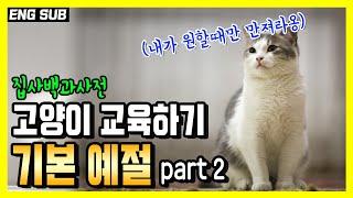 고양이 기본 예절교육 2탄. 천씹기, 병원에 데려가기,  만지면 깨물기, 치솔질 하기, 사람음식 훔쳐먹기