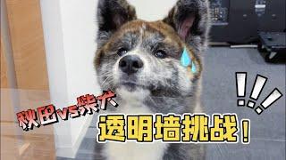 柴犬和秋田犬誰智商更高？！結局太意外難以接受！