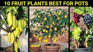 Top 10 Fruiting Plants To Grow In Pots, to Get Lots of Fruits in Terrace Garden | Full Updates
