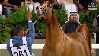 N 261 AABER AL HADDAR   10th Kuwait International Championship 2023   Stallions 4 6 Years Old Class