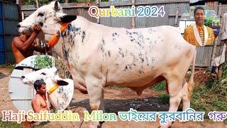 |Haji Saifuddin Ahmed Milon  ভাইয়ের কুরবানির গরু ২০২৪ |কুরবানির ২০২৪ ️ #nationalparty #subscribe