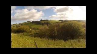 Pheasant shooting in Wales