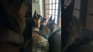 അച്ഛൻ കൊണ്ടുപോയില്ല...️|LeoLaika| #dog #adorabledog #chottu #germanshepherd #doglover