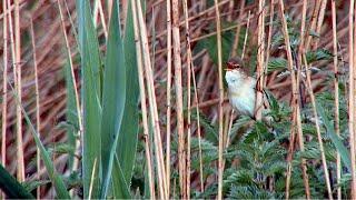 A marsh warbler (Acrocephalus palustris) imitating other birds