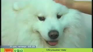 Наталья Марчук и самоедские сабаки