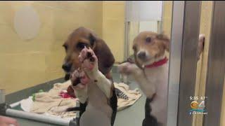 Humane Society of Broward overwhelmed by adoption applications for rescued beagles