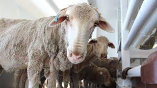 Labor’s move to ban live sheep export will ‘cruel the whole industry’