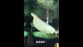 银龙鱼（Osteoglossum bicirrhosum) silver arowana