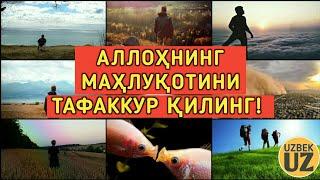 Аллоҳнинг маҳлуқотини тафаккур қилинг! Абдуллоҳ Буҳорий Раҳимаҳуллоҳ.