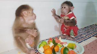 What will monkey RoBi be like on his first day of contact with monkeys BiTa and BiBu?