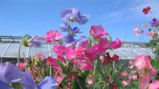 Seeding Sweet Peas into Pots - Rotomation