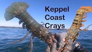 Keppel Coast Crays