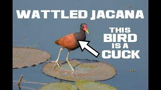 Wattled Jacana Facts - The CUCKadoodledoo - Animal a Day W Week
