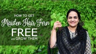 How to Collect Maiden Hair Fern for Free & Grow Them | Gardening Tips | #Fernitup