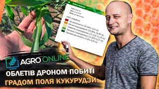 AgroOnline облетів дроном побиті градом поля кукурудзи | Агробізнес без цензури