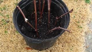 Propagating Concord grape vine cuttings