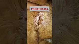 Viral! Begini kondisi telinga kucing saat terjadi infeksi