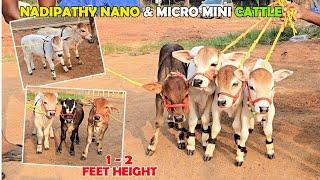 Nadipathy Cattle | 1 To 2 Feet Height | #youtube #miniature #pmmodi #sanatandharma #animals #yt