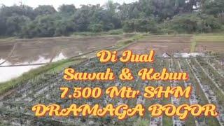 DIJUAL CEPAT TANAH SAWAH 7.500 mtr SHM Dramaga Bogor #tanahmurah #tanahdijual  @aldipropertybgr915