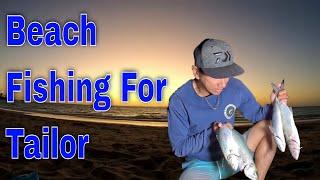 Beach Fishing for TAILOR | CATCH AND COOK