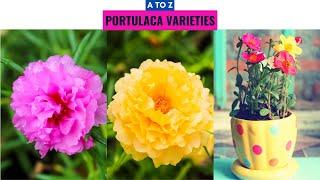 Portulaca Varieties A to Z