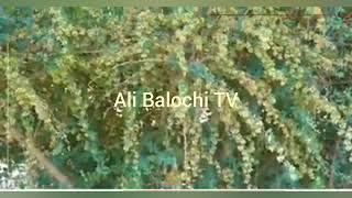 Ali Balochi TV Did you know about the first unique Botanical Garden of Balochistan