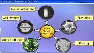 CBSE Class 11 Biology || Plants Growth and Development || Full Chapter || By Shiksha House