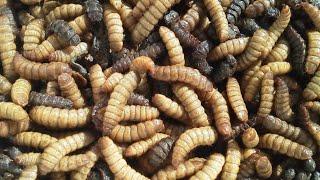 Maggots convert foodste at insect farm || Back Fly Farming || Noal Farms