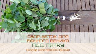 Как собирать веники для бани? Метод "под пятку" Сергея Поповского - Ясноведа.