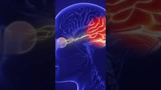What is the optic nerve ? What is the purpose of the optic nerve ?