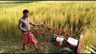 MUSTARD SEED PLANT HARVEST 