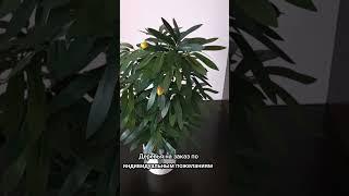 #озеленение на заказ #видео #стиль #декор #интерьер #flowers #design #bonsai #бонсай #дизайн #тренд
