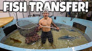 TRANSFERRING My Predatory FISH into SHARK POND!!