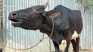 Cow Sound Daily Routine At Our Village | Animal Sounds, That Is Cow Sound In Asia Bangladesh