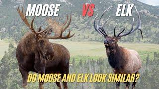 Is an Elk and a Moose The Same? Difference Between Moose and Elk