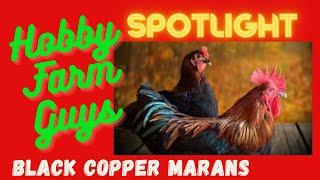 HFG Farm Animal Spotlight: Black Copper Marans Chicken