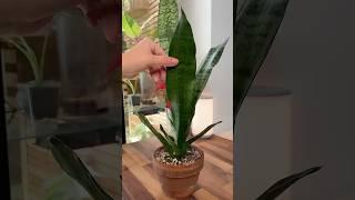 Let’s propagate a snake plant!  #houseplants #plants #snakeplant #propagation