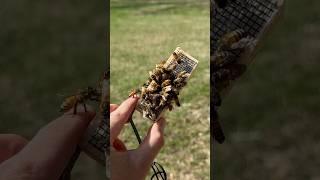 Installing a new queen bee! Pt. 1 #Beekeeping #beekeeper #Bees #beehive #queenbee #queen