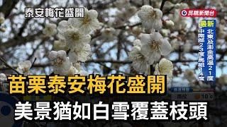 苗栗泰安梅花盛開 美景猶如白雪覆蓋枝頭－民視台語新聞