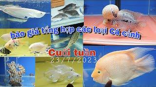 Báo Giá Tổng Hợp Các Loại Cá Cảnh " COMBO " Giá Rẻ. @CakiengVn