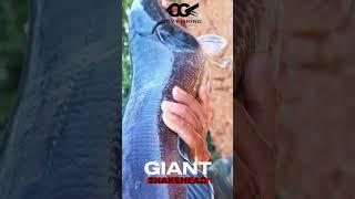 GIANT SNAKEHEAD FISHING !!! |  #fishing #shorts