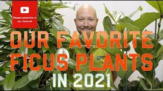 Our favorite Ficus plants  in 2021