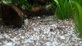 "Spaghetti" für Corydoras habrosus, einfach mal so....