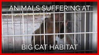 Animals Suffering at Pseudo-Sanctuary Big Cat Habitat