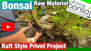 Bonsai: Privet Raft Part Trained Raw Material