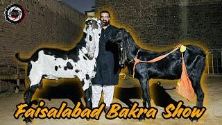 HSM Vlog 32 | Faisalabad Bakra Show | Giant bulls #vlogger #vlog #youtube