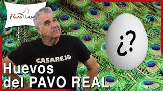 PAVO REAL: ¿Cuántos huevos pone? 