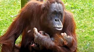 Baby Orangutan Sees The Sky For The First Time With Loving Mom #orangutan